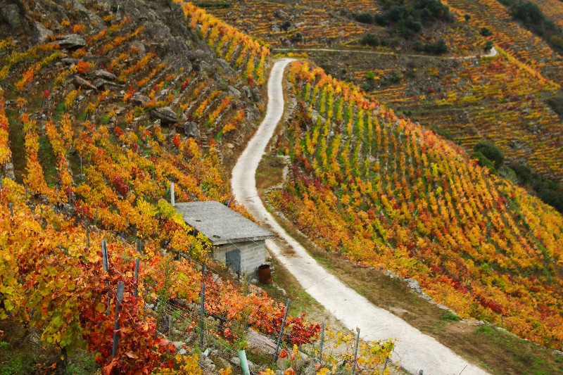 Outono na Ribeira Sacra.