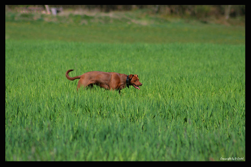 Outside in the green . . .