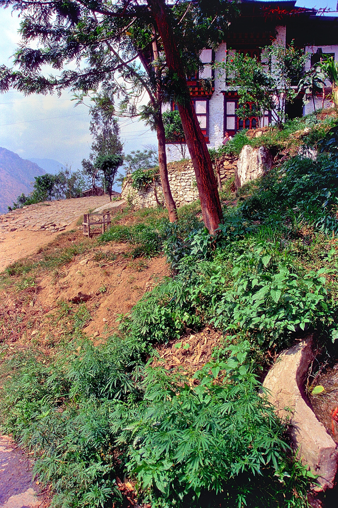 Outside of Trashigang, look what grows up at the foreground