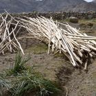 Outskirts of Leh