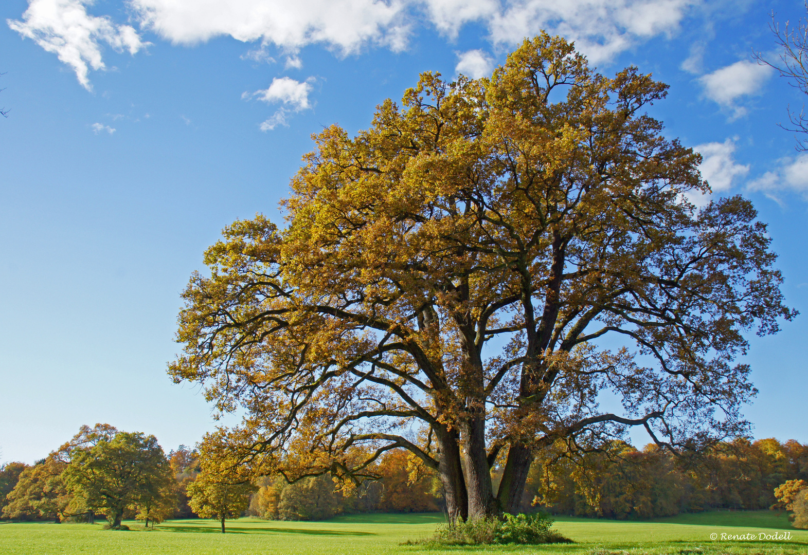 Outstanding tree