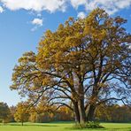 Outstanding tree