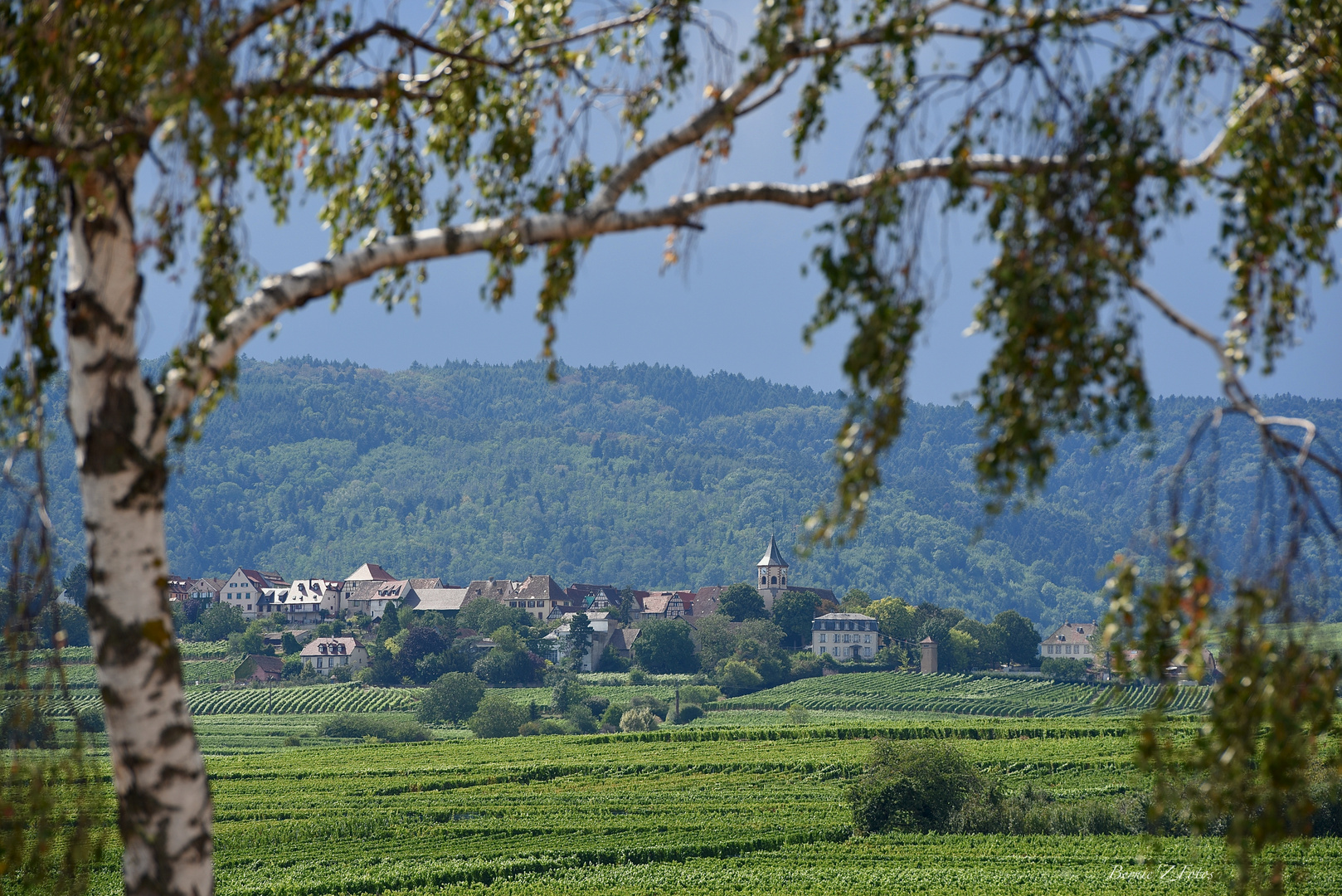 Ouverture sur Zellenberg