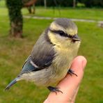 Ouvrez, ouvrez la cage aux oiseaux ...