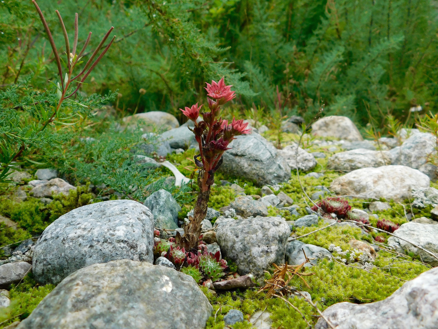 Ova da Bernina ll