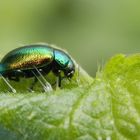 Ovaläugiger Blattkäfer (Chrysolina fastuosa) auf Großer Brennnessel