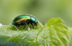 Ovaläugiger Blattkäfer (Chrysolina fastuosa) auf Großer Brennnessel