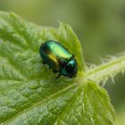 Ovaläugiger Blattkäfer (Chrysolina fastuosa) auf Großer Brennnessel