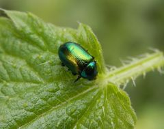 Ovaläugiger Blattkäfer (Chrysolina fastuosa) auf Großer Brennnessel