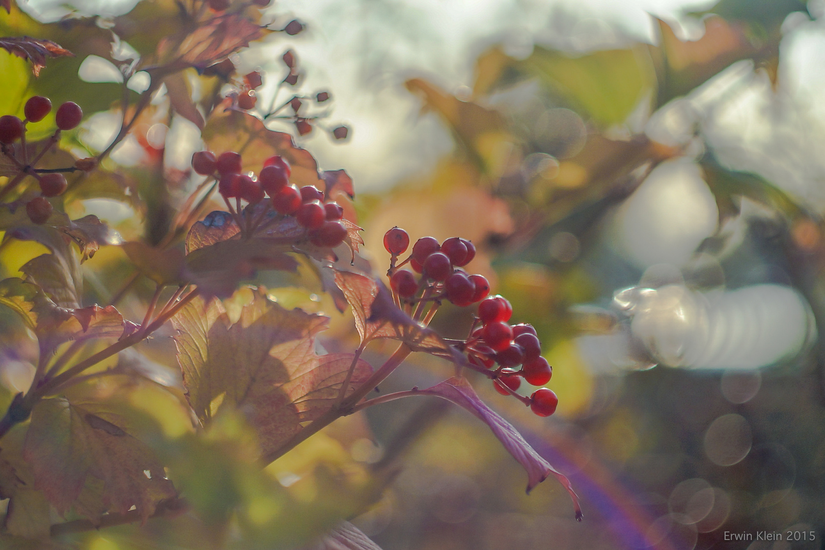 Ovale Blasen im Bokeh