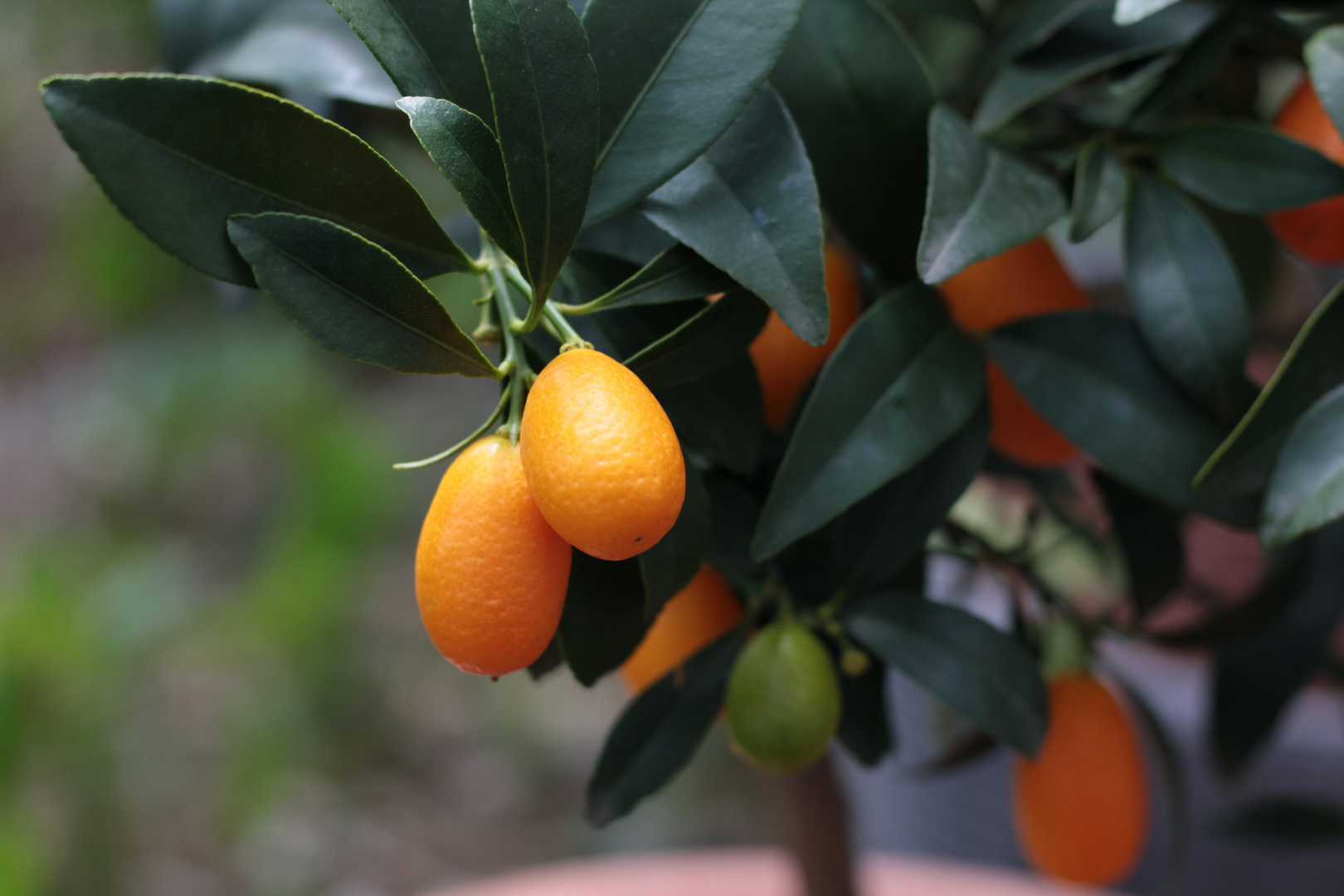 Ovale Kumquat - Basisbild zum Profilbild