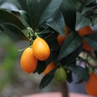 Ovale Kumquat - Basisbild zum Profilbild