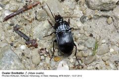 Ovaler Breitkäfer (Abax ovalis)