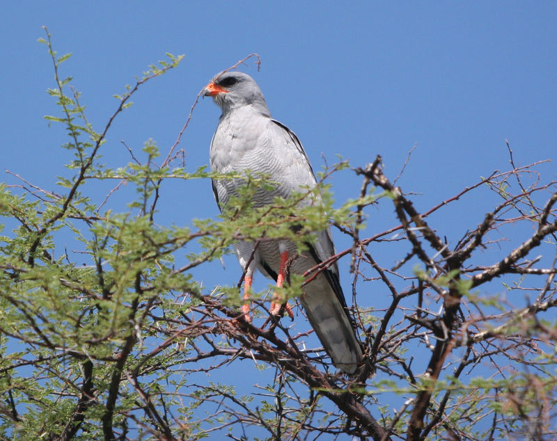 Ovambo sparrowhawk