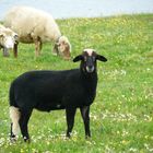 oveja negra de cola blanca