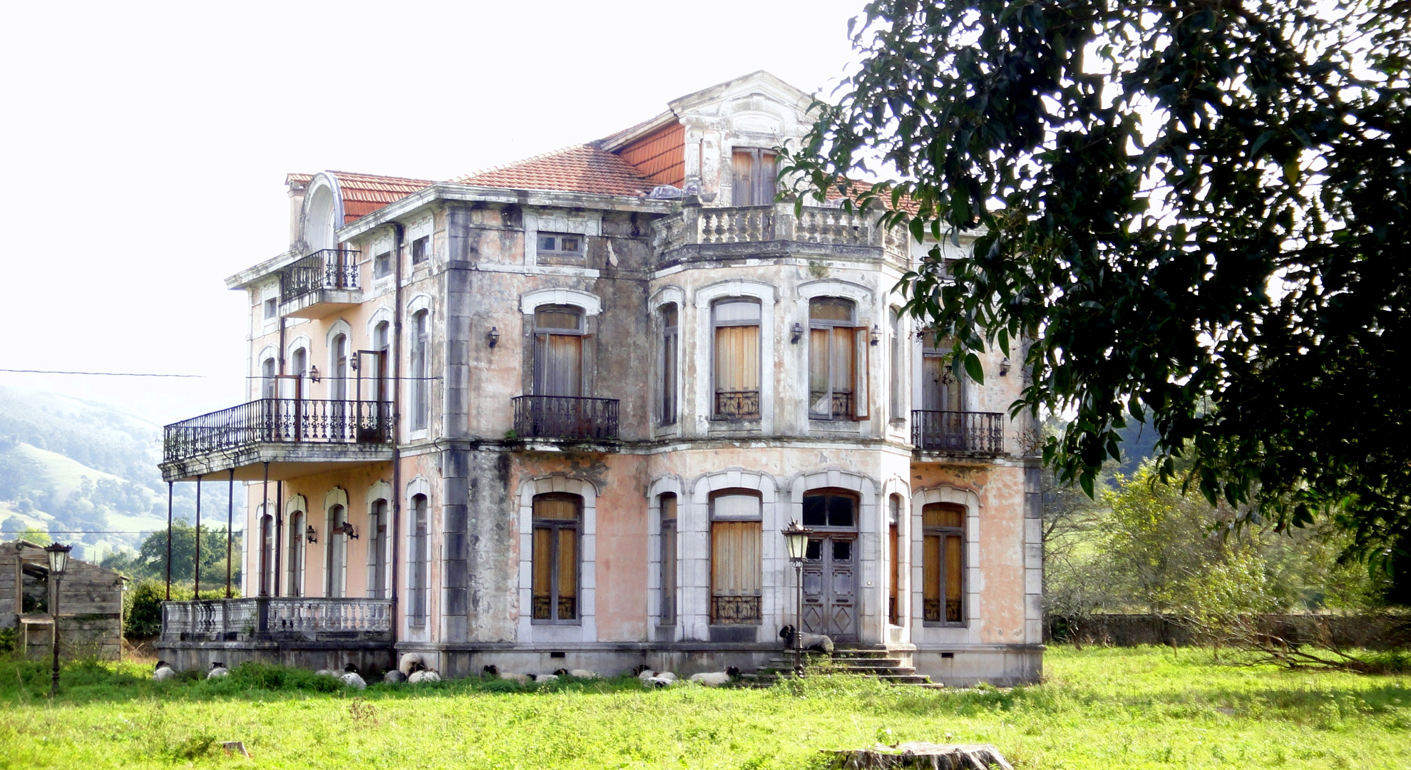 Ovejas cuidando la casa