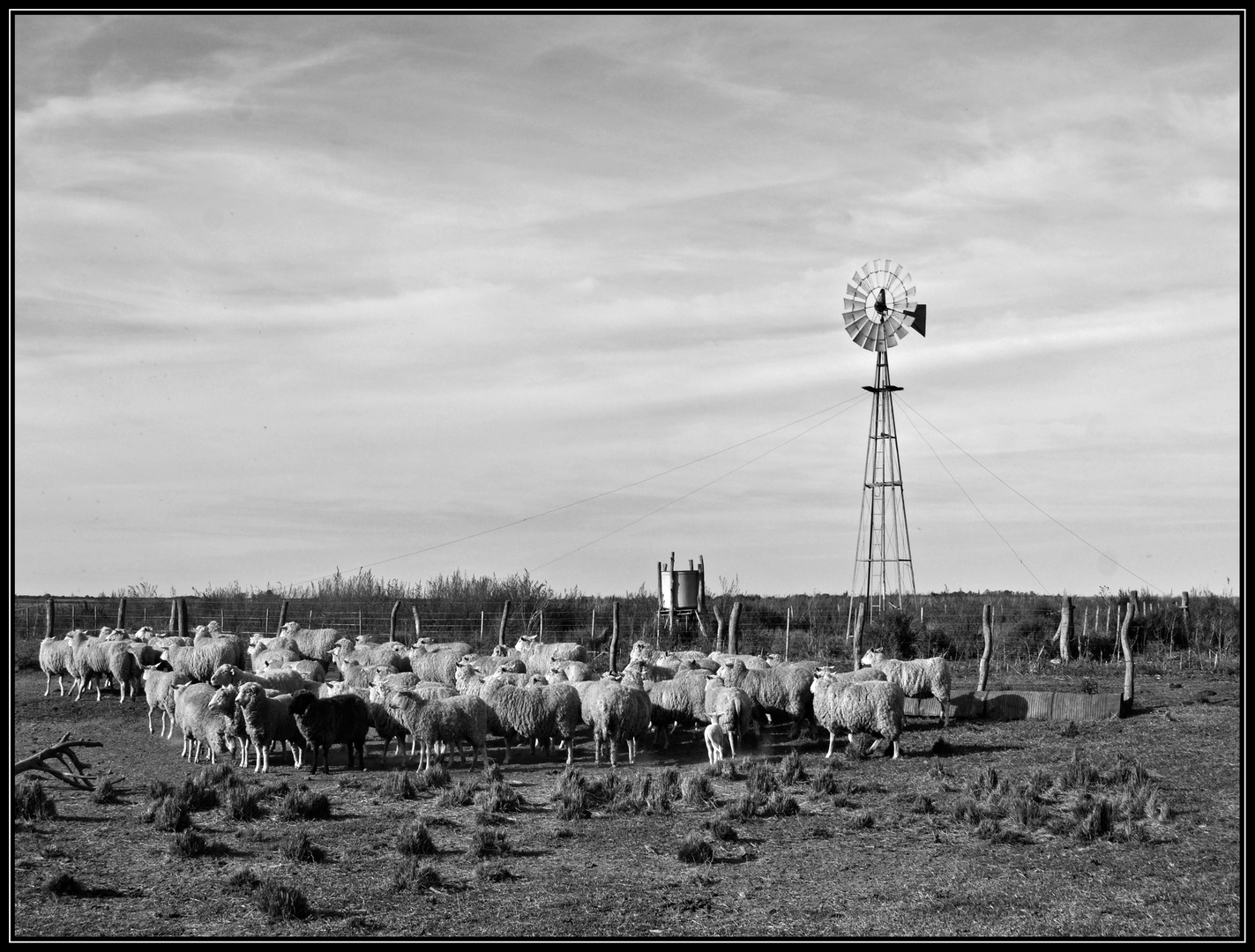 Ovejas en el corral