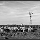 Ovejas en el corral