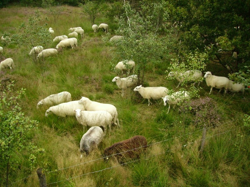 ovejas en el pantano