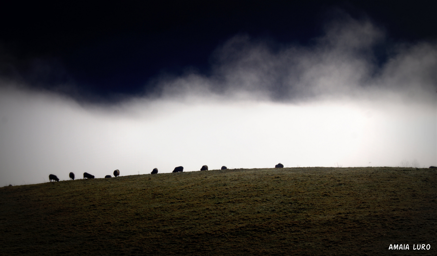 ovejas en la niebla