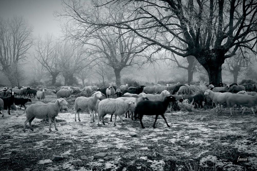 Ovejas en "La Ribera"