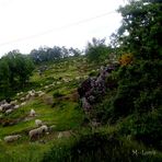 ovejas pastando