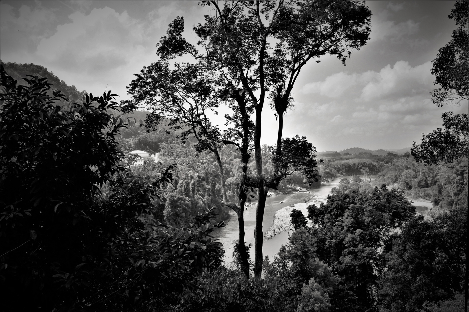 Over Rain Forest trees