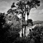 Over Rain Forest trees