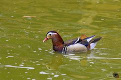 Over the rainbow...Mandarin!