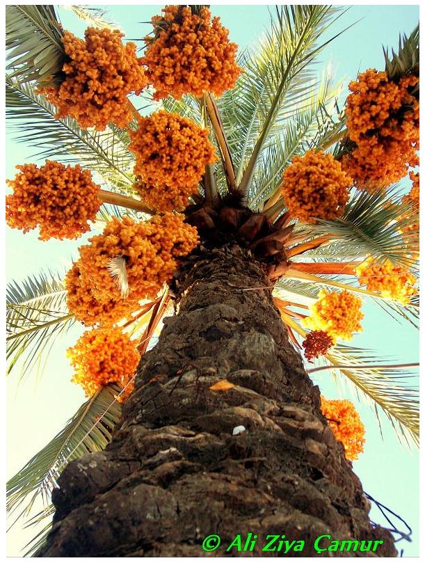 Overflowing With Palm Tree Fruit