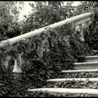 Overgrown Stairs