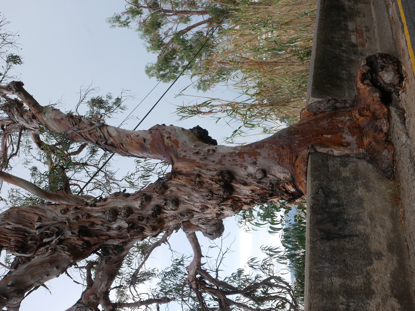 Overgrown Tree