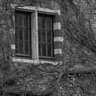 overgrown window