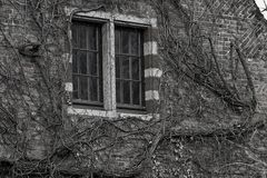 overgrown window