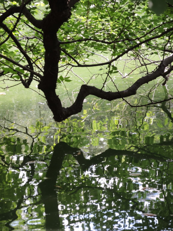 Overhanging Branch