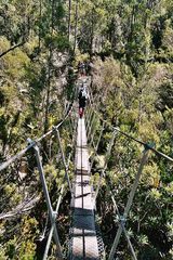 Overland Track .. kurz vor Lake St. Clair