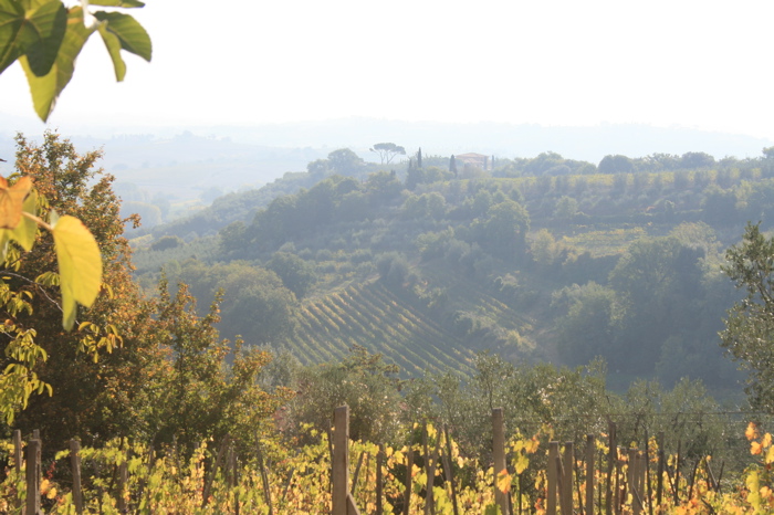 Overlooking the vineyards of Tuscany