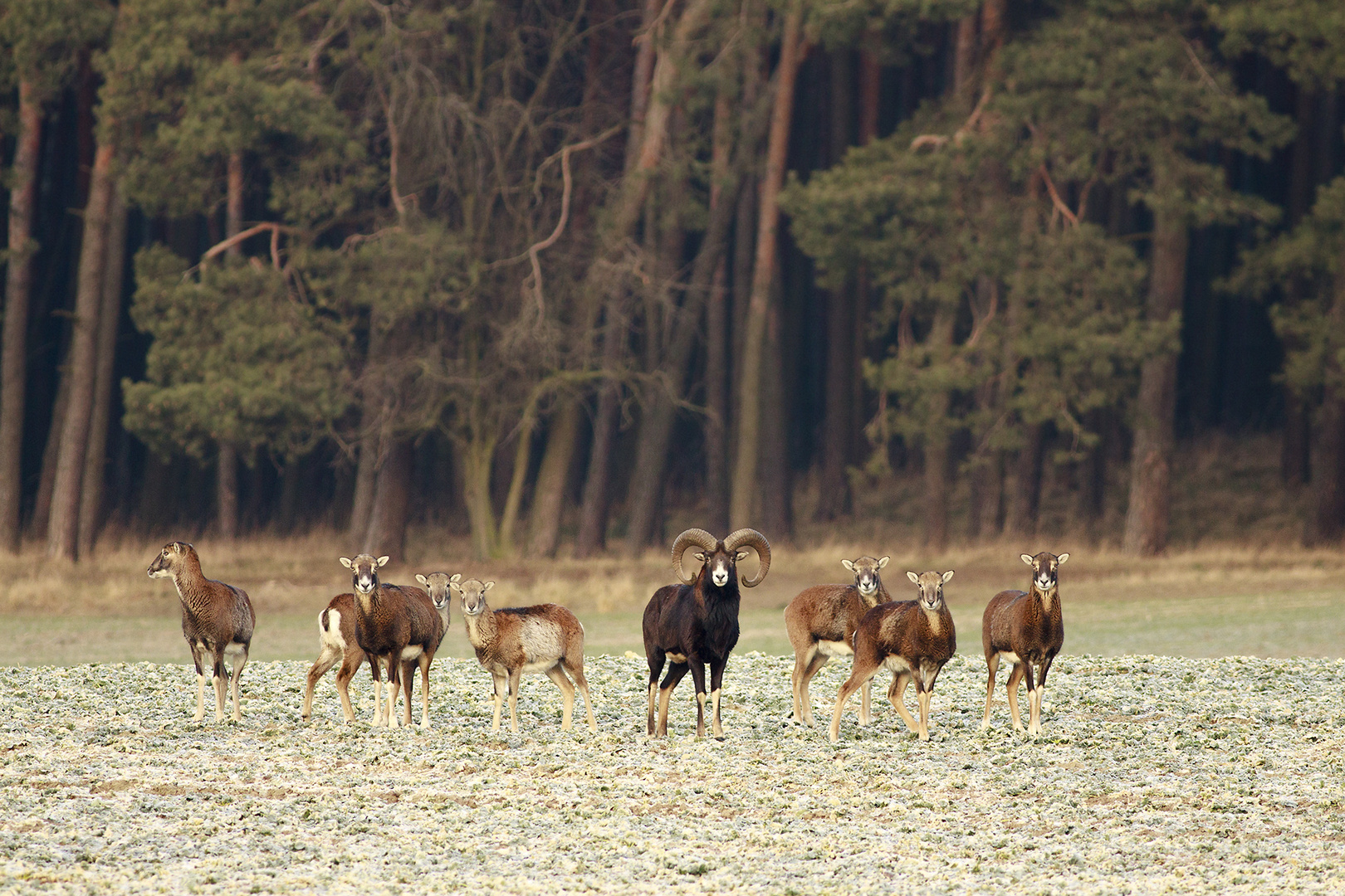 Ovis aries musimon