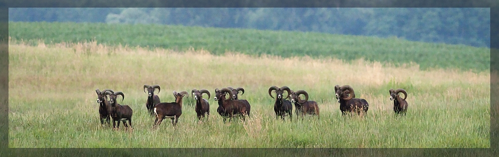 Ovis aries musimon 4:35AM