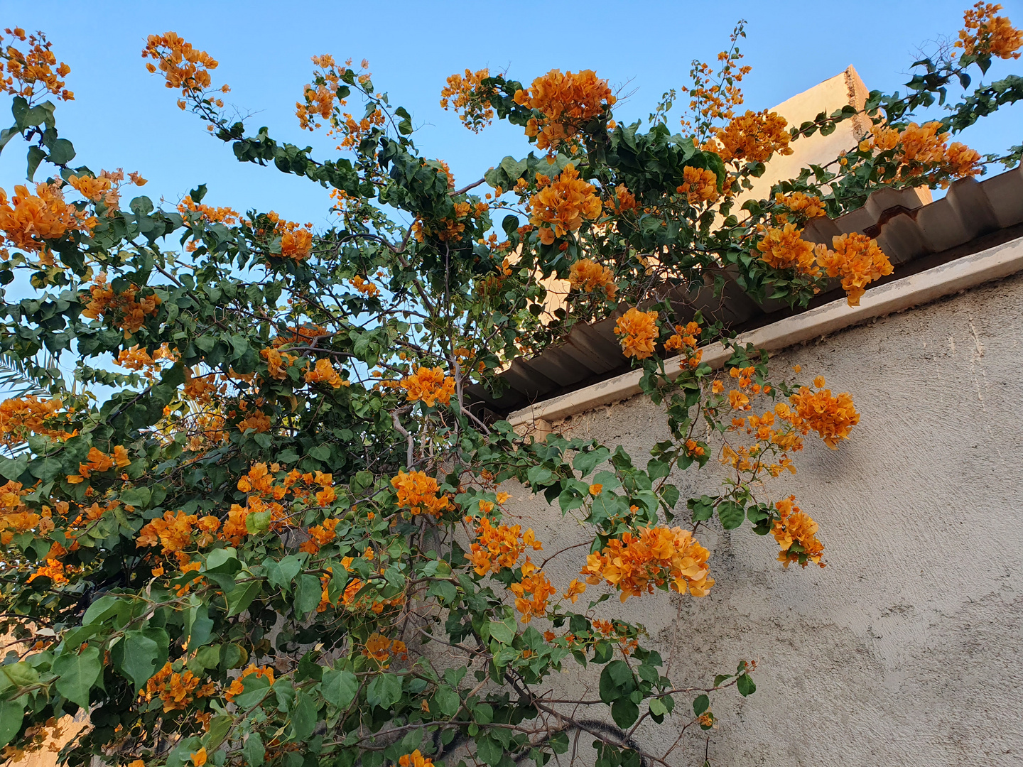 Ower beautiful persian orange bougainvillea; Bandar Bushehr,  Persian Gulf,  Iran 