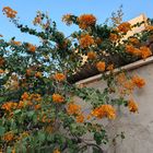 Ower beautiful persian orange bougainvillea; Bandar Bushehr,  Persian Gulf,  Iran 