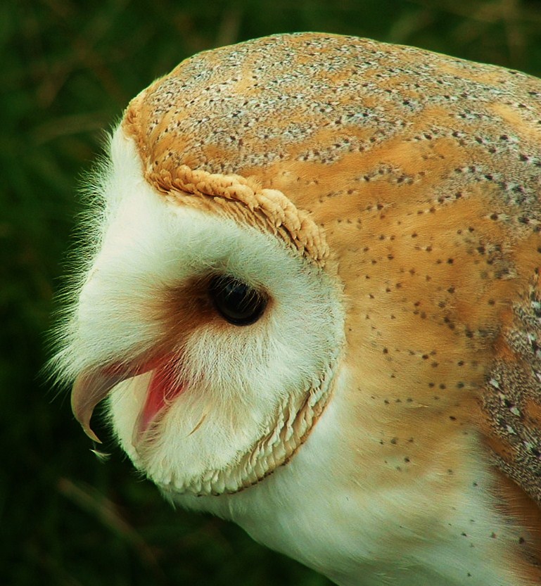 Owl.