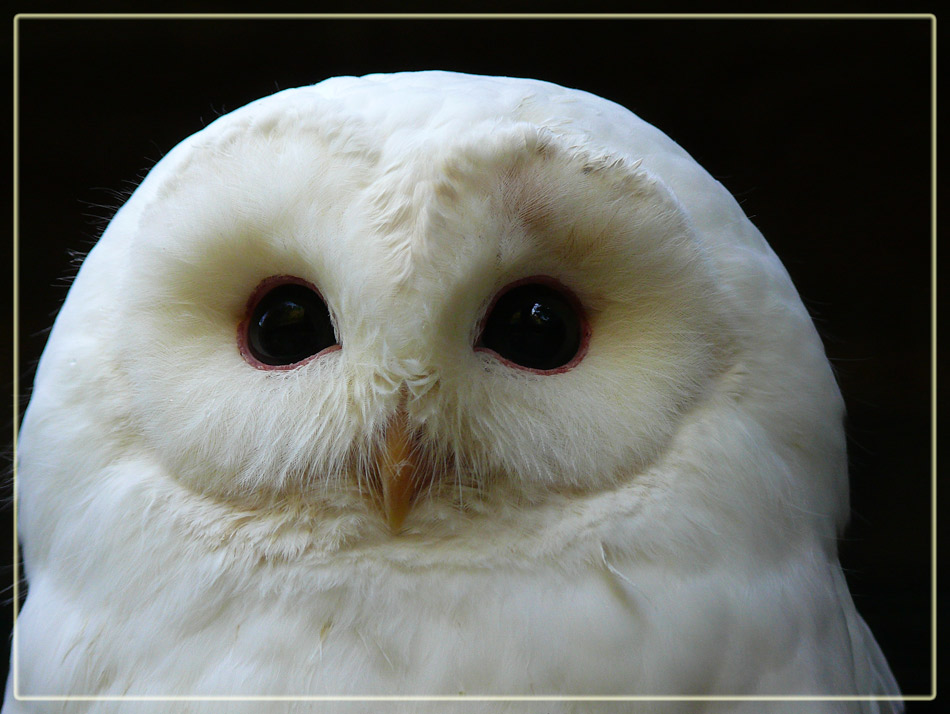 Owl 3