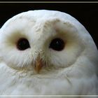 Owl 3