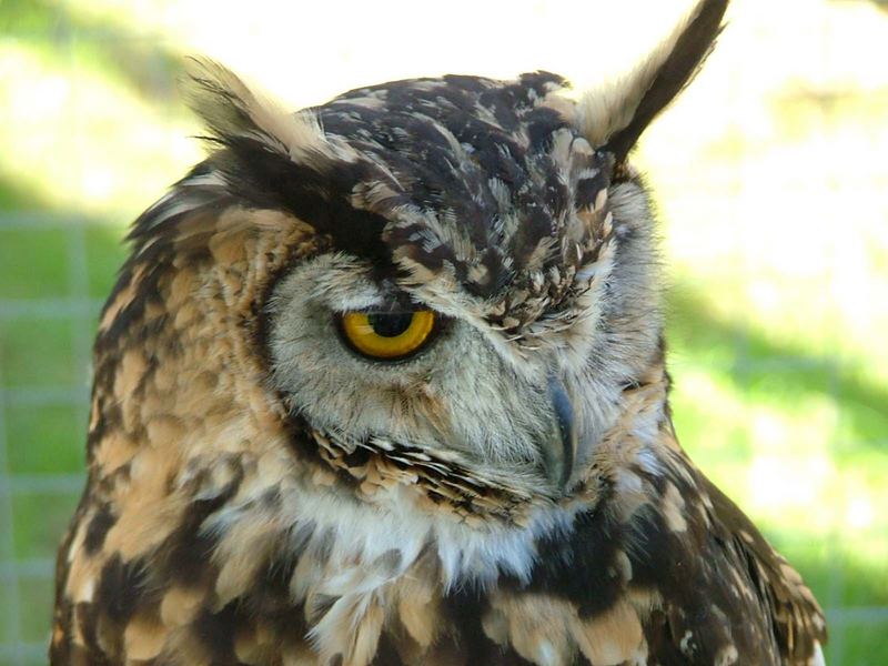 Owl