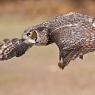 owl air