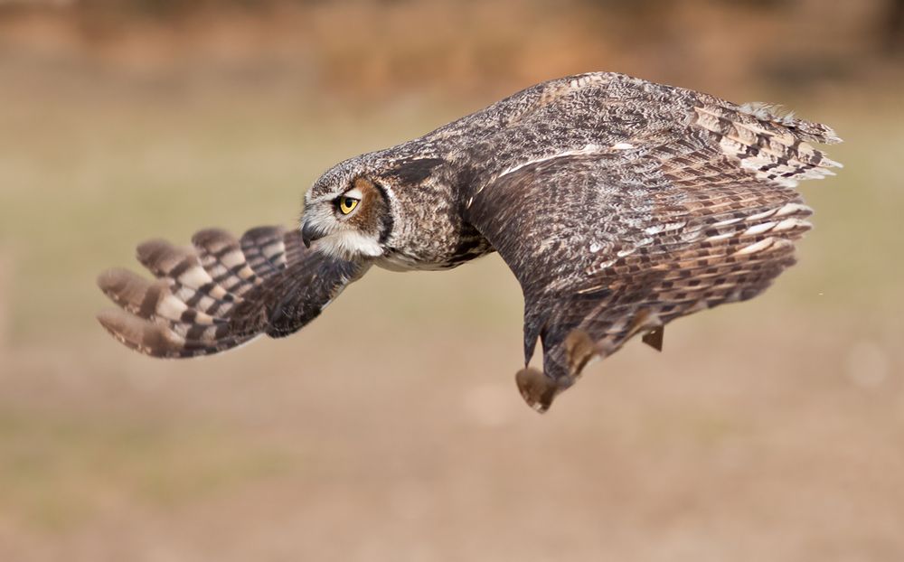 owl air