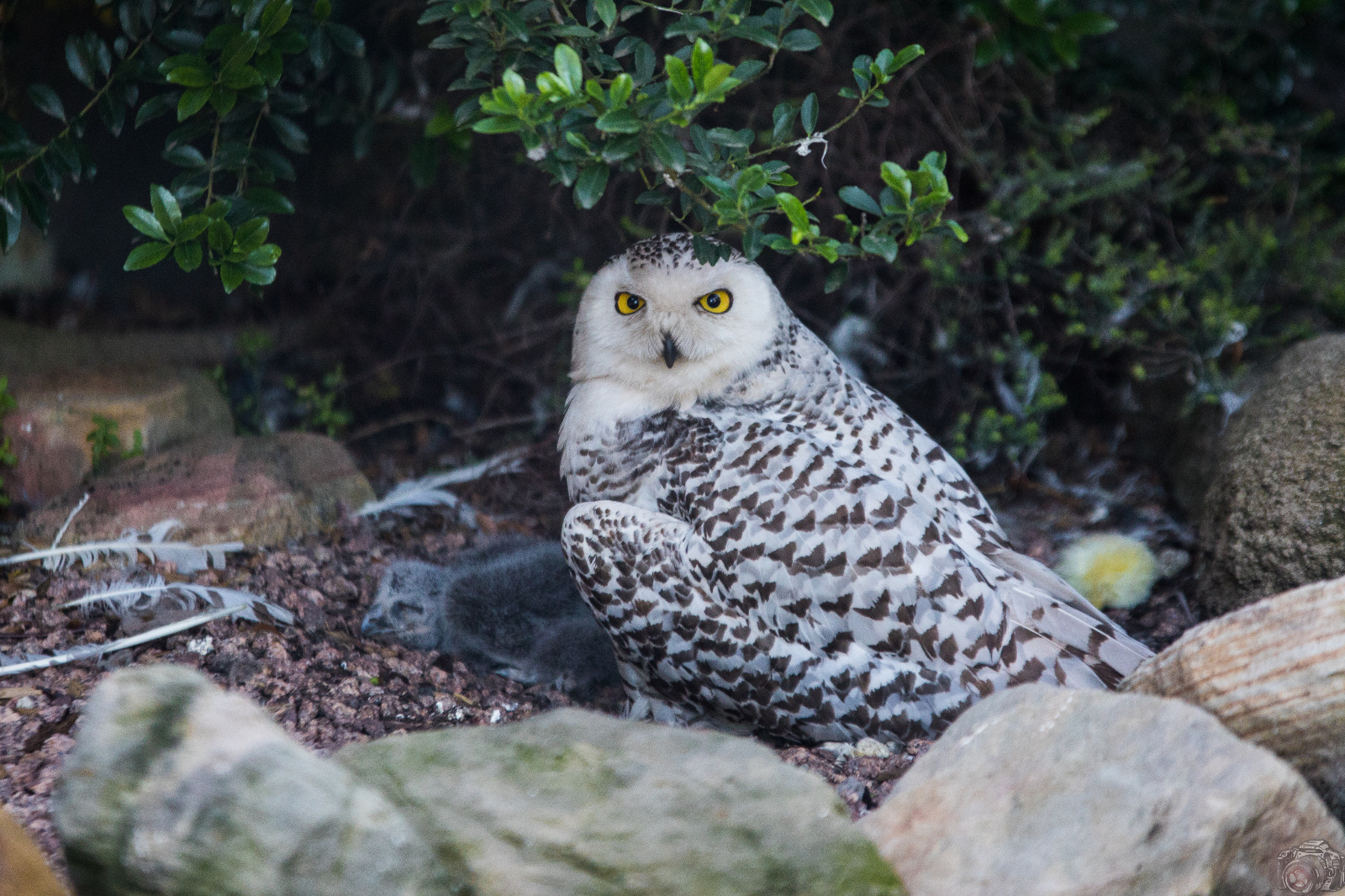 Owl at the Zoo in Karlsruhe Germany 