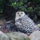 Owl at the Zoo in Karlsruhe Germany 