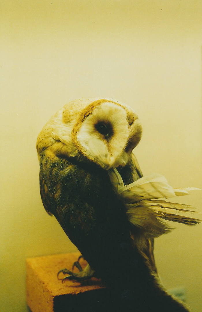 owl.